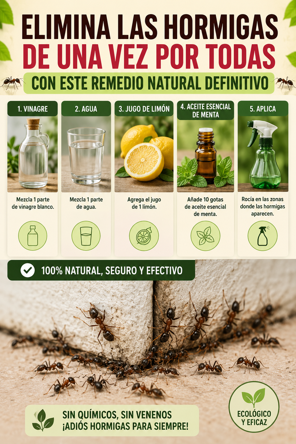 Elimina las hormigas de una vez por todas con este remedio natural definitivo