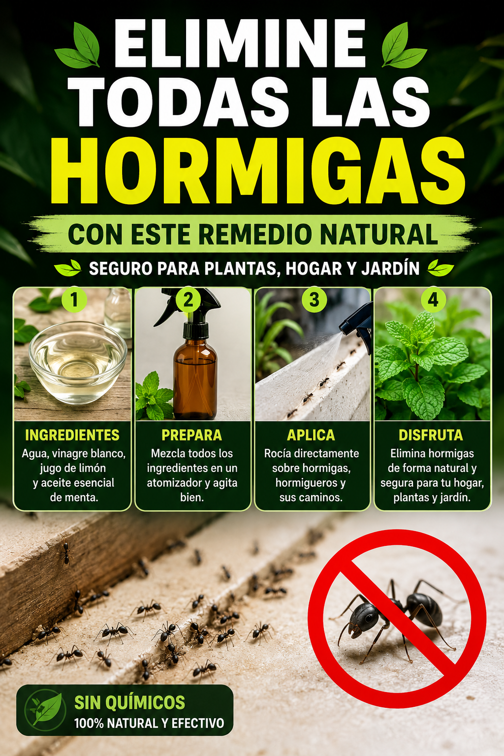 Elimine todas las hormigas con este remedio natural – seguro para plantas, hogar y jardín