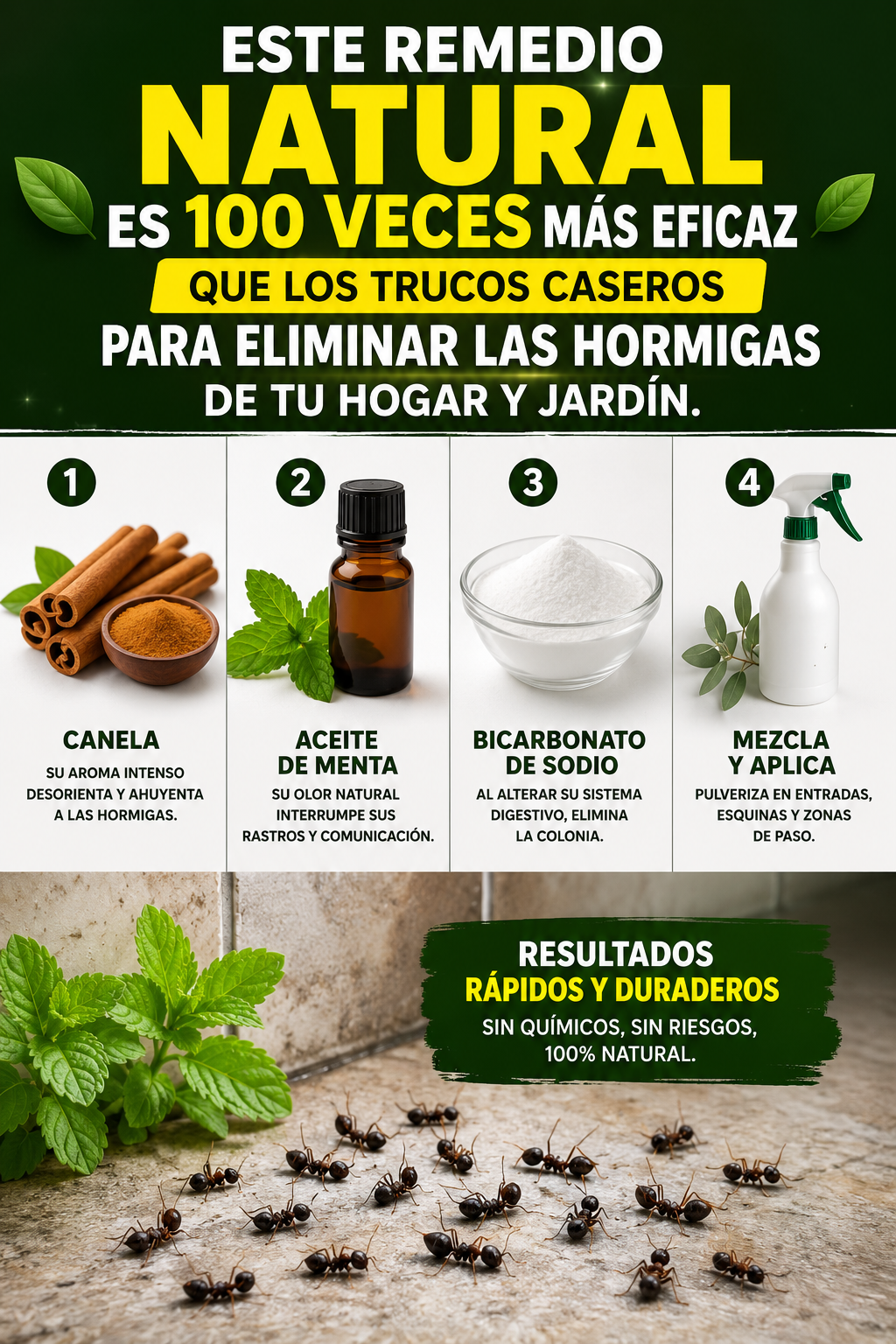 Este remedio natural es 100 veces más eficaz que los trucos caseros para eliminar las hormigas de tu hogar y jardín.