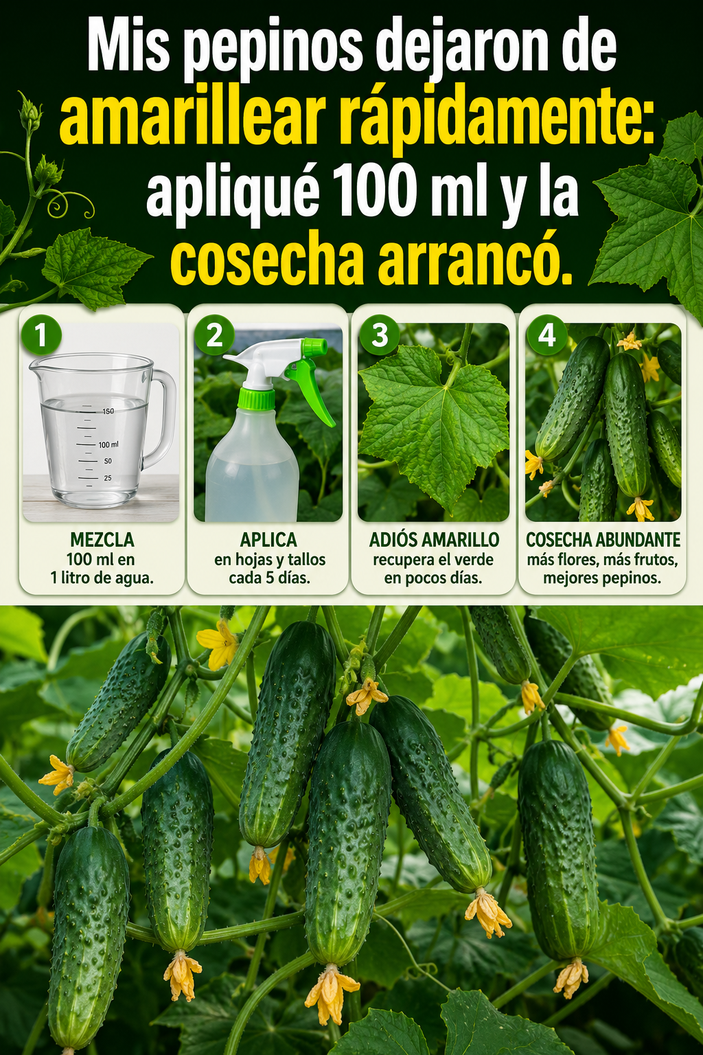 Mis pepinos dejaron de amarillear rápidamente: apliqué 100 ml y la cosecha arrancó