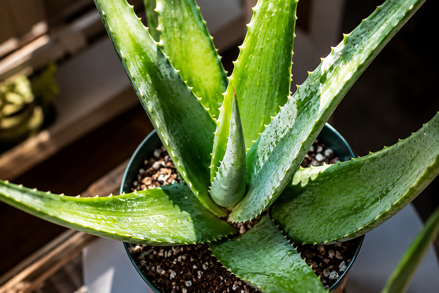 Por qué es esencial tener una planta de aloe en casa