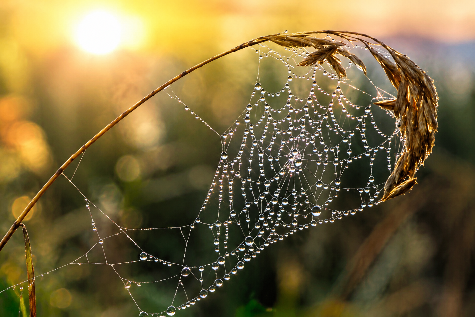 Telarañas en casa: elimina fácilmente con estos remedios naturales