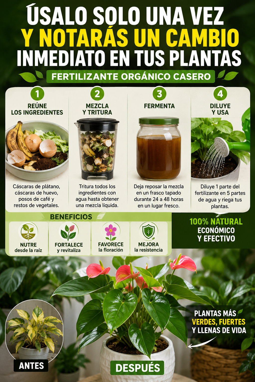 Úsalo solo una vez y notarás un cambio inmediato en tus plantas (Fertilizante orgánico casero)