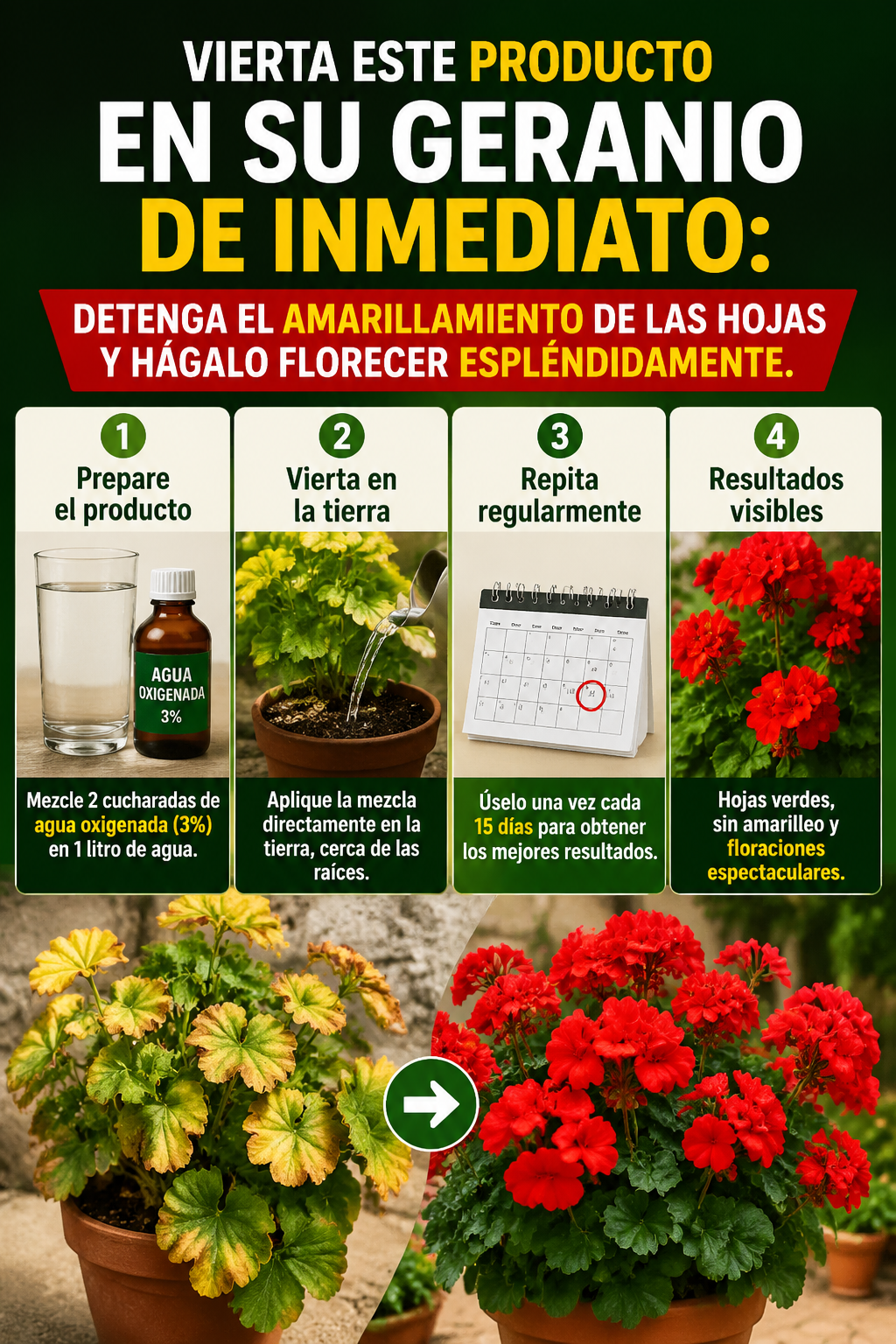 Vierta este producto en su geranio de inmediato: detenga el amarillamiento de las hojas y hágalo florecer espléndidamente.