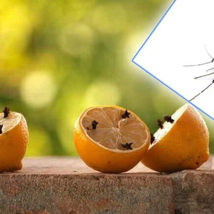 4 soluciones naturales para un control efectivo de los mosquitos