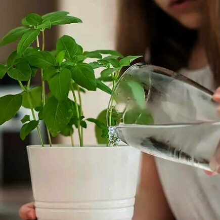 Albahaca: Si la riegas así, se pudrirá! ¿Qué puedes hacer para que sea fuerte y frondosa?