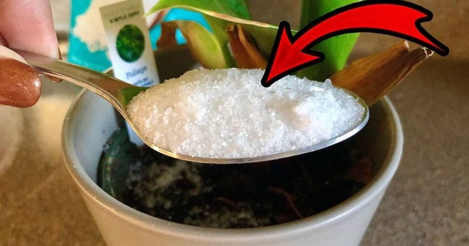 Añade este ingrediente a tus plantas: siempre tendrán hojas sanas y exuberantes.