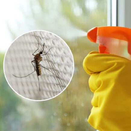 Aplica este ingrediente en tus ventanas y nunca más verás un mosquito en tu casa.