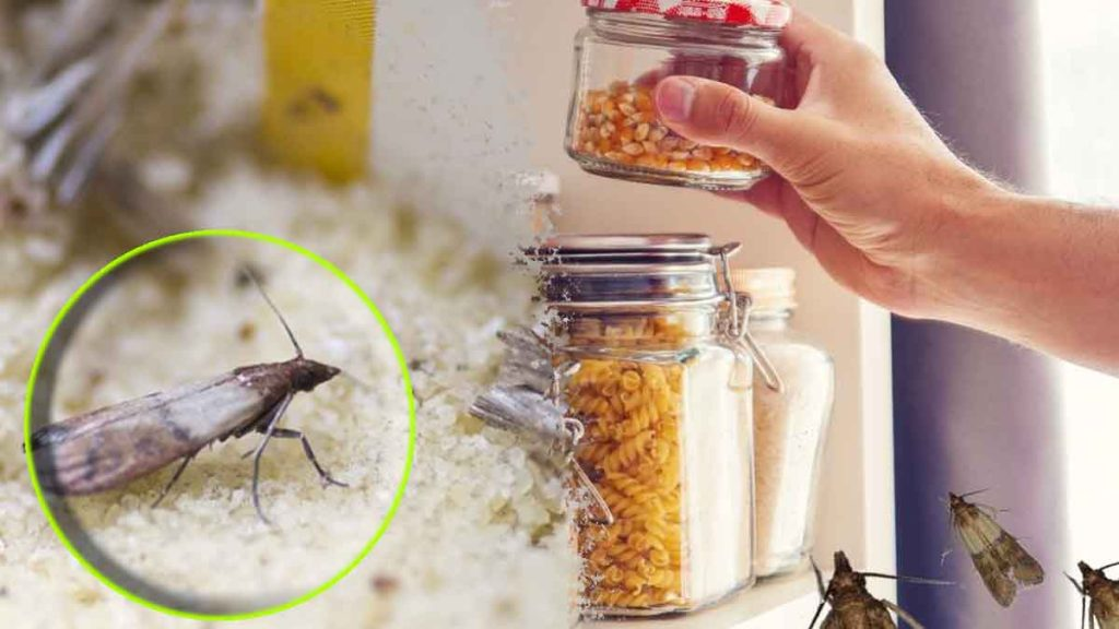 Así se eliminan para siempre las polillas de la cocina usando ingredientes que todos tenemos en casa