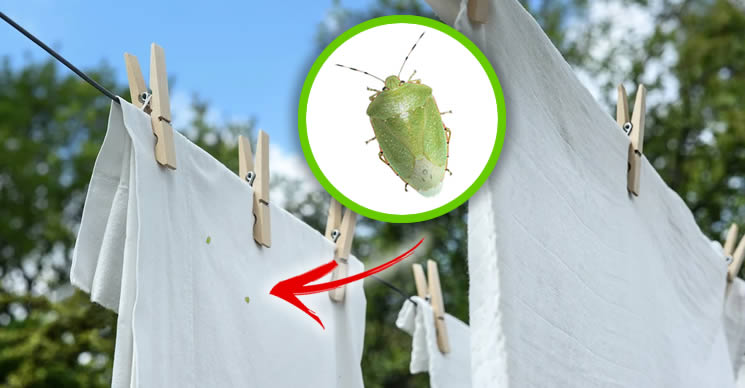 Cómo eliminar los molestos insectos verdes entre la ropa tendida a secar