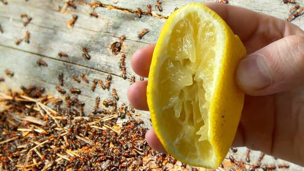 Con este potente remedio natural, los pulgones y otros insectos nunca volverán a casa