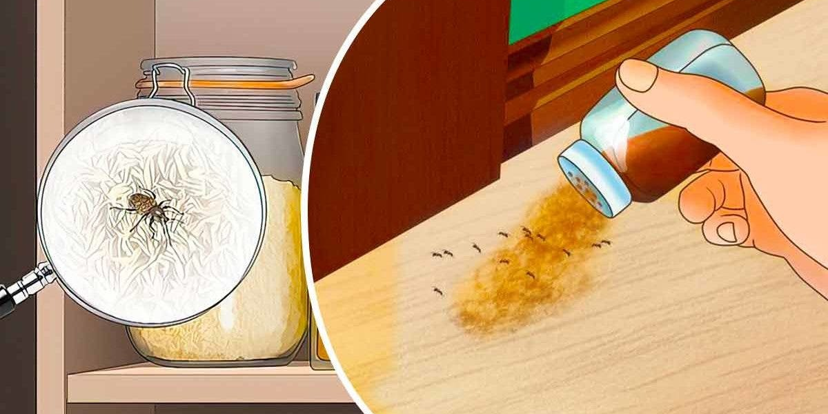 Descubrirás cómo eliminar definitivamente los insectos de la cocina de forma natural