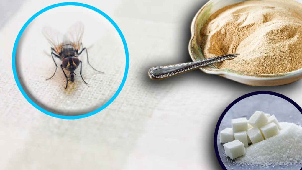 Descubrirás cómo eliminar definitivamente moscas, insectos y mosquitos de forma natural y sin usar insecticidas