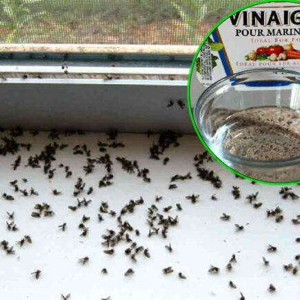 El vinagre y el detergente líquido son suficientes para acabar con una infestación de mosquitos