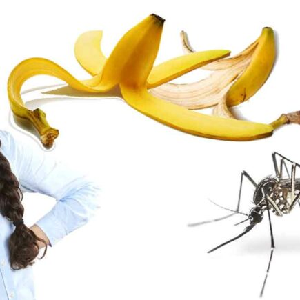 Esta maravillosa trampa para mosquitos está hecha con cáscaras de plátano.