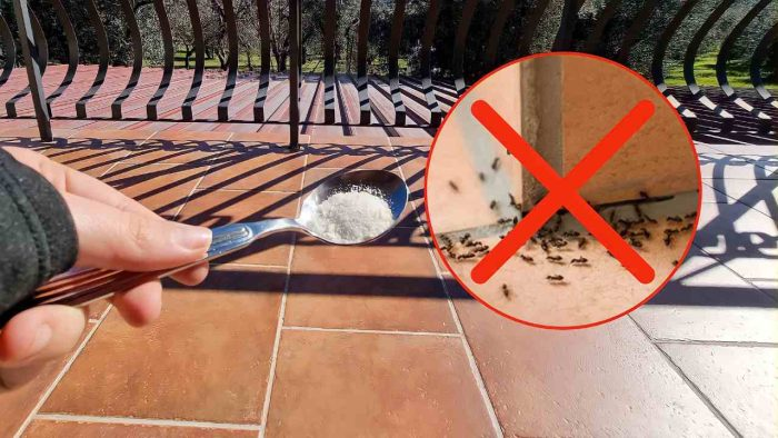 Este es el ingrediente que deberías esparcir en tu balcón para deshacerte de las hormigas