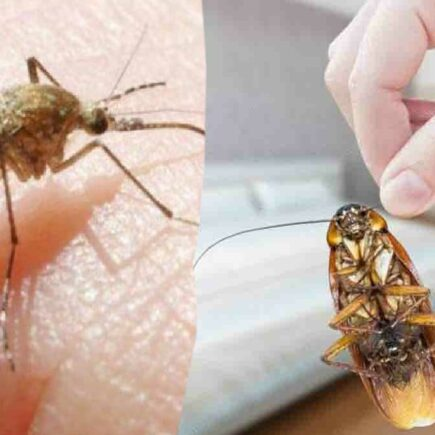 Este es el truco más efectivo para alejar cucarachas y mosquitos