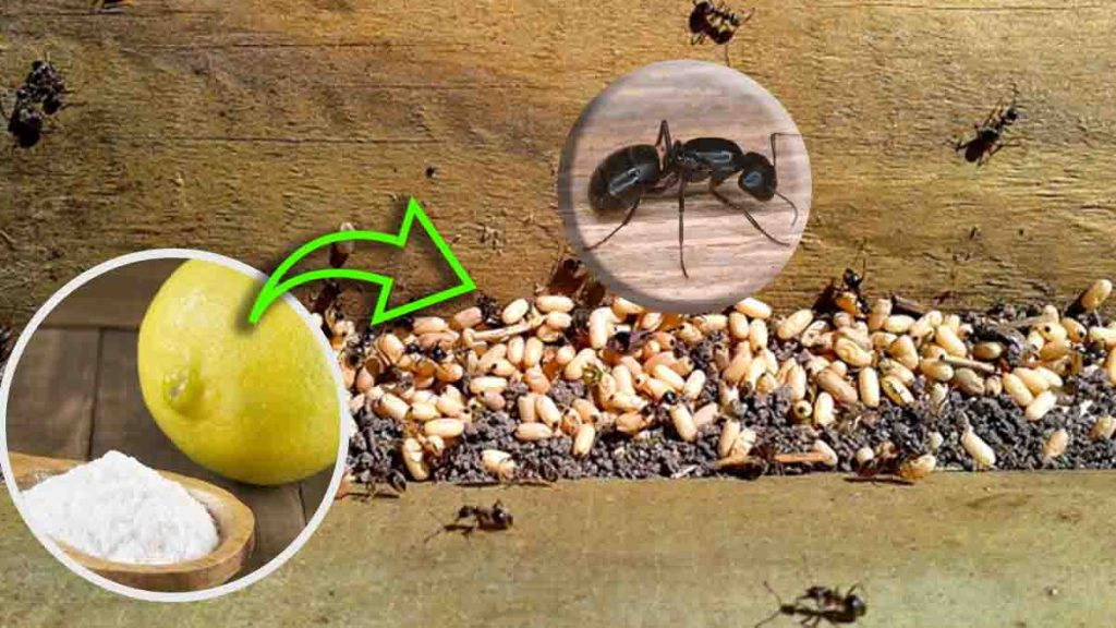 Más allá del bicarbonato y el jugo de limón, aquí te mostramos cómo eliminar las hormigas de las plantas y la casa con este consejo natural