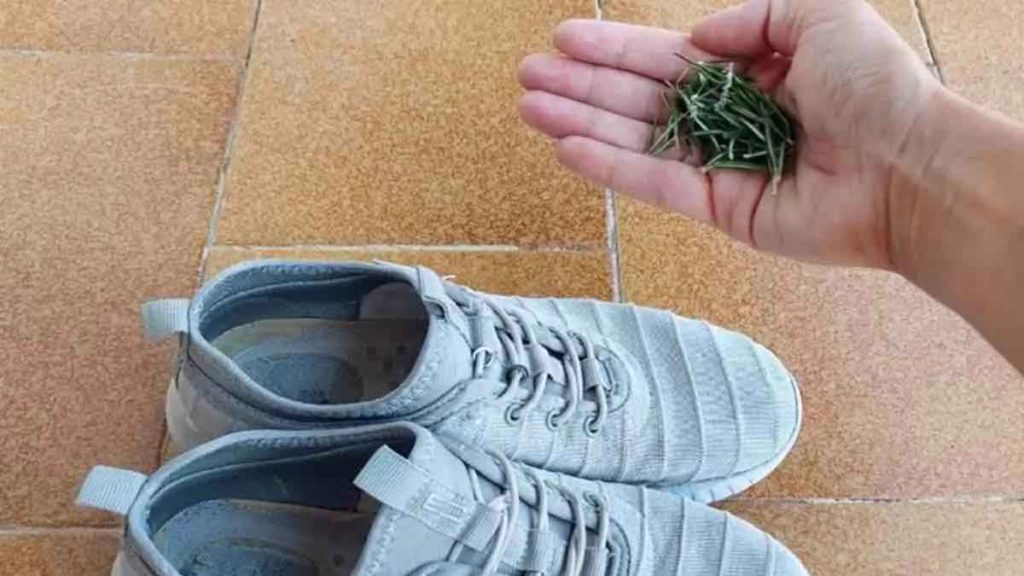 Nunca olvides poner ramitas de romero en los zapatos antes de ir a dormir: la razón te sorprenderá