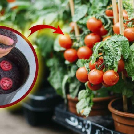 ¡Deja de comprar tomates! Gracias a estos métodos simples y originales podrás cultivarlos en tu huerto.