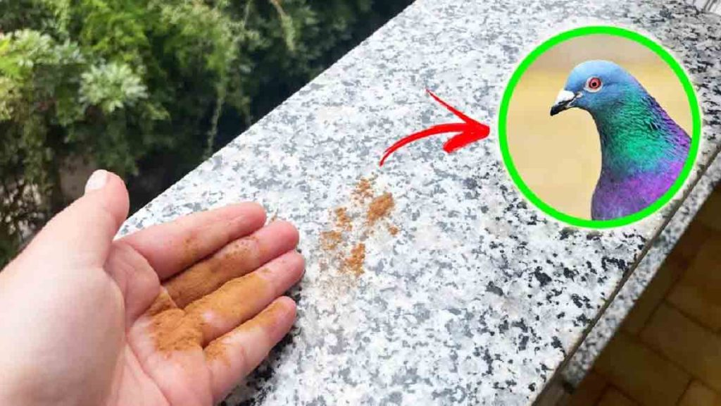 ¿Cómo eliminar las palomas del mármol del balcón con estos 5+1 remedios caseros?