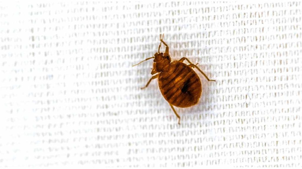 ¿Cómo reconocer chinches, garrapatas y pulgas? Aprende a diferenciarlos