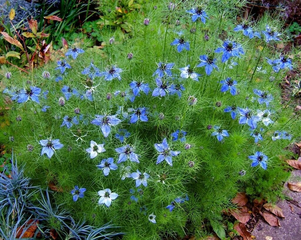 7 hermosas flores azules que animarán su jardín