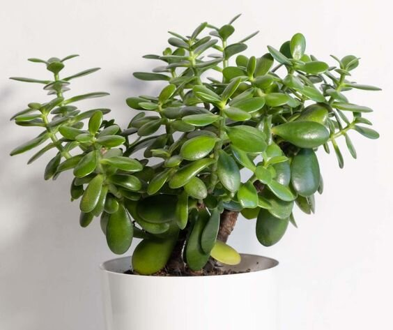 9 plantas resistentes a la sequía que no necesitan riego frecuente
