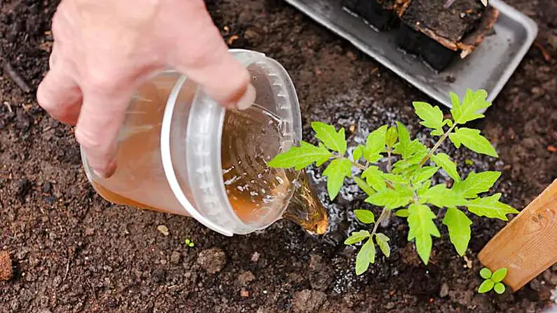 Agregar al agua y cocinar. Este fertilizante de tomate funciona mejor que los costosos fertilizantes comprados en la tienda