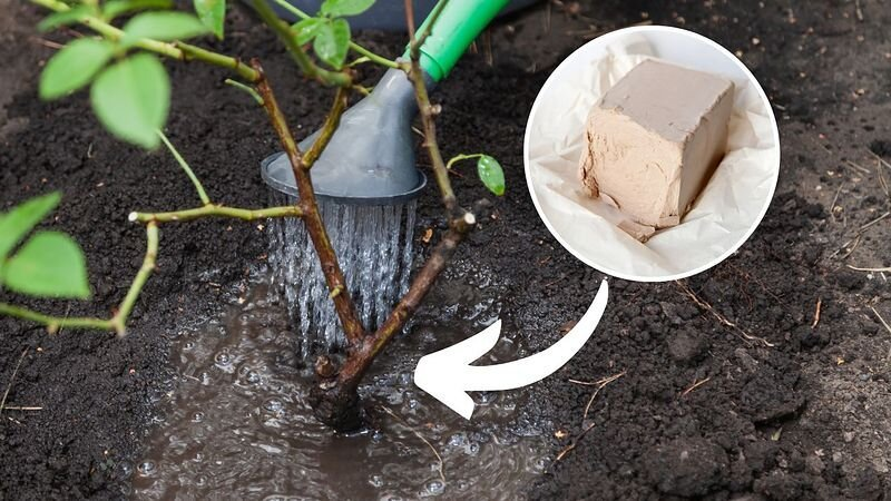 Agrego 1 ingrediente al agua y riego las rosas. ¡Florecen exuberantes durante todo el verano!