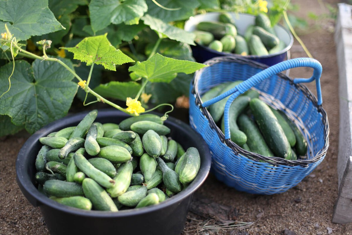Atención: 11 secretos para el cultivo de pepinos al aire libre