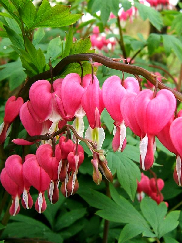 Belleza sin pretensiones: 10 flores espectaculares que no necesitan luz solar intensa