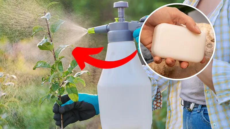Cuando sopla el viento: disuélvalo en agua y rocíe las plantas con esta solución: los pulgones desaparecen sin dejar rastro