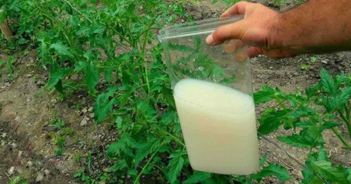 El único fertilizante natural muy potente, úselo para sus plantas: en el huerto y jardín vale oro