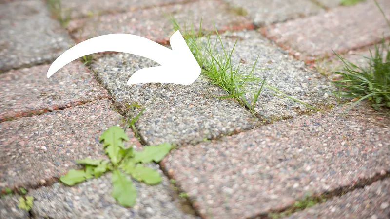 Estamos en el campo: la maleza se está fortaleciendo. No tires el agua después de cocer las papas; es mejor eliminar la hierba del jardín.
