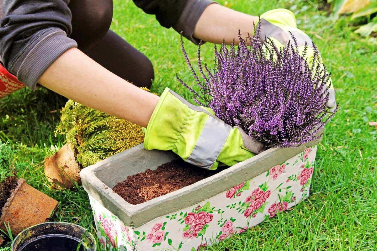 Este otoño planeo cultivar brezo. Mi madre me ha dicho qué reglas debo seguir para que florezca abundantemente.