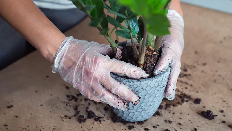 Estimulador natural del crecimiento: basta una manzana para que una planta de interior produzca muchas hojas nuevas