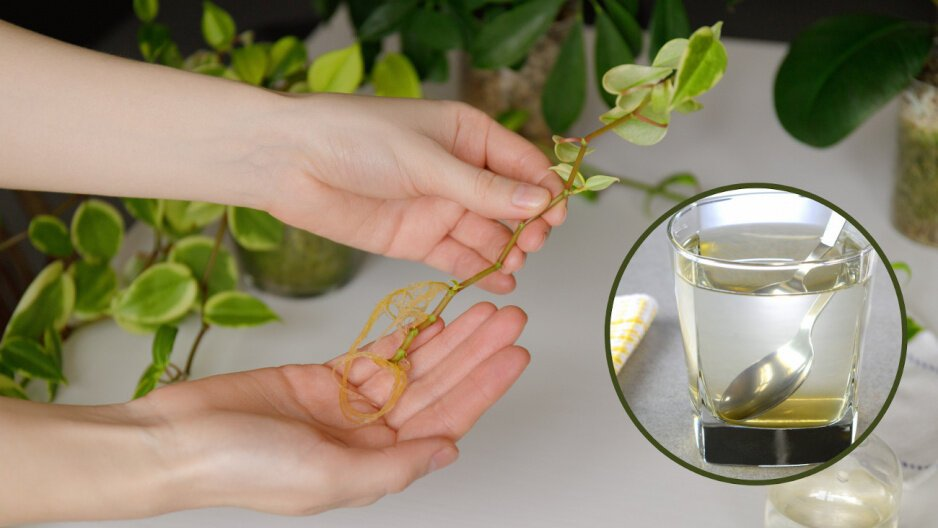 Los esquejes echarán raíces en un abrir y cerrar de ojos: simplemente añada 1 cucharada de este manjar al agua para que la flor eche raíces más rápido
