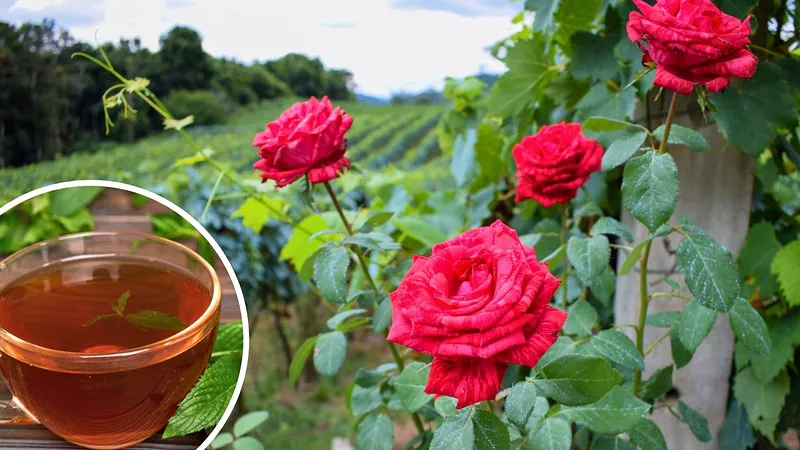 Magia de flores: Riego mis rosas con té de hierbas y florecen exuberantes toda la temporada