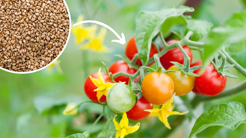 Mezcla 2 ingredientes y viértelos sobre los tomates. ¡Darán frutos deliciosos antes de lo esperado!