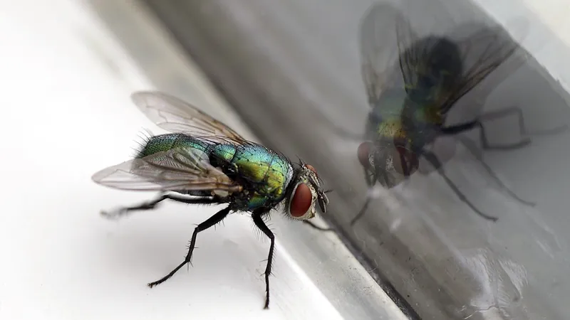 Mezcle 1 especia con agua y las moscas no se acercarán más a su casa.