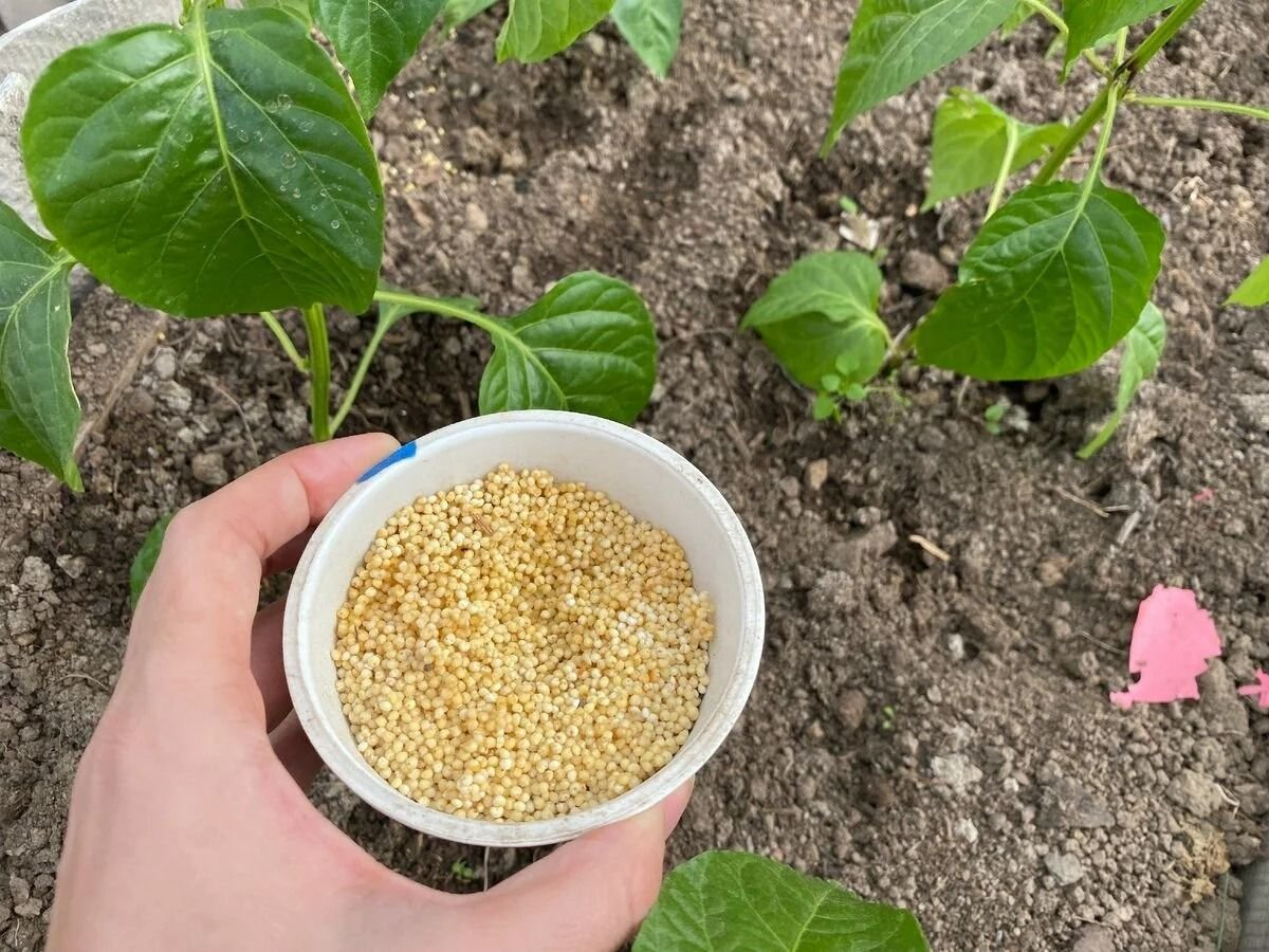 Mi suegra nunca tira el muesli caducado, sino que lo reparte en los jardines.