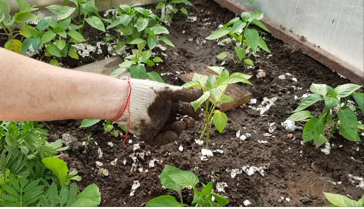 No uses químicos en los macizos de flores: los 3 fertilizantes más económicos que todos deben conocer