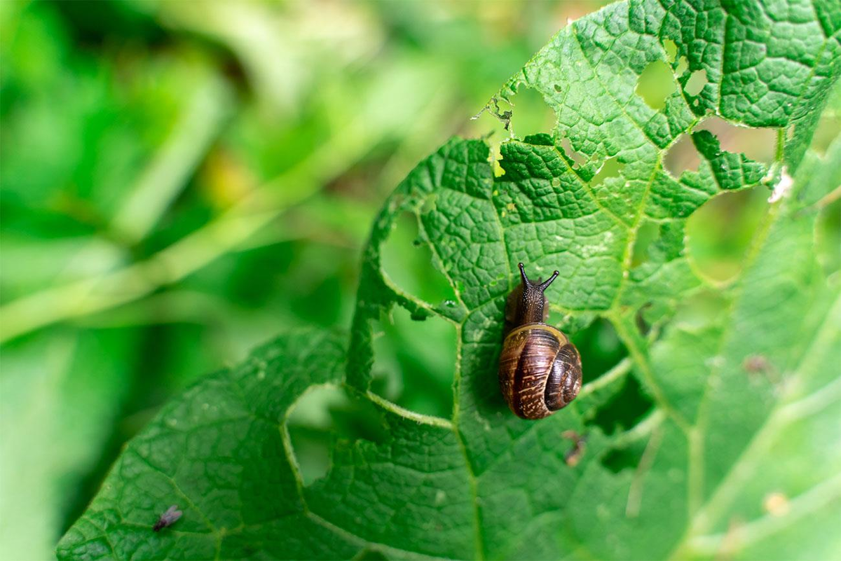 Planta que ahuyenta caracoles. Simplemente reparto las hojas en el jardín y duermo tranquilo.