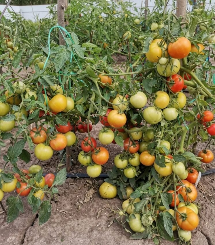 Plantar tomates. ¿Qué debo añadir en los agujeros para que los tomates crezcan bien?