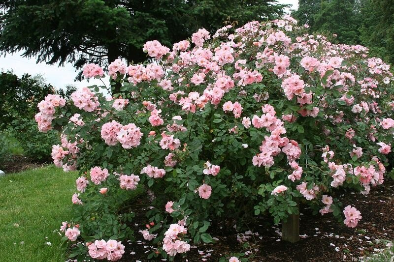 Ponga estos abonos en la tierra y sus rosas florecerán durante toda la temporada. Consejo de un amigo que cultiva rosas