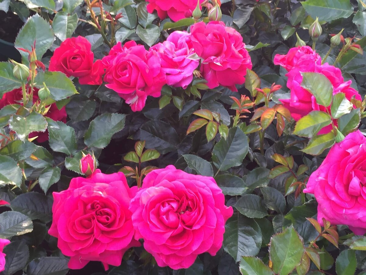 Qué rosas florecen todo el verano: 6 de las variedades más bonitas que florecen durante todo el verano