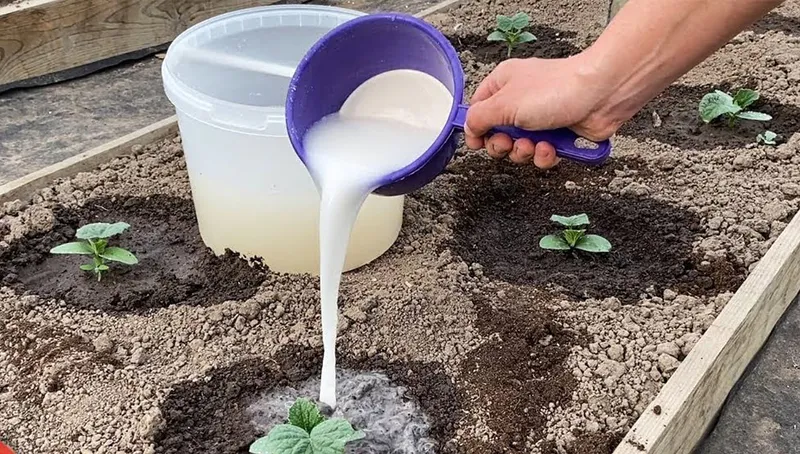 Saque la leche del refrigerador y prepare un fertilizante para que los pepinos den abundantes frutos hasta finales de otoño