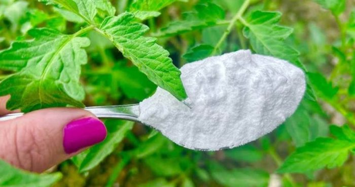 Tomates, pepinos y pimientos en abundancia con solo una cucharada de este ingrediente