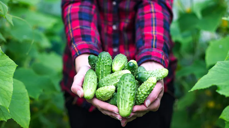 Tome 2 productos disponibles y prepare fertilizante. ¡Los pepinos nunca han sido tan grandes y sabrosos!